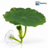 Betta Resting Leaf - image 1