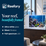 Modern Reef Aquarium - image 4