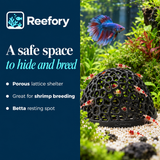 Porous Shrimp Cave - image 4