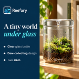Glass Moss Terrarium - image 4