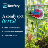 Betta Resting Leaf - image 4