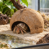 Coconut Shell Hut - image 6
